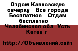 Отдам Кавказскую овчарку - Все города Бесплатное » Отдам бесплатно   . Челябинская обл.,Усть-Катав г.